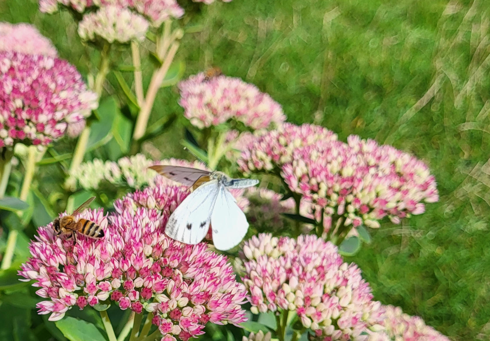 Figure 1: I september blommar kärleksörten, till småkrypens glädje